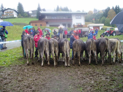 15 kaelber gruppe01
