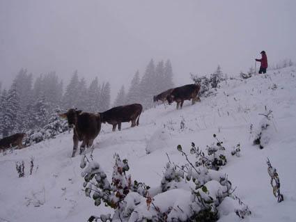 alp rind i schnee